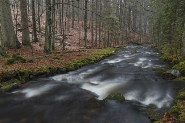 Kleine Ohe creek below Waldhaeuser village in the Bavarian Forest Nationalpark. Flowing water and