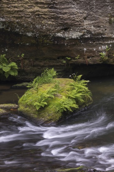 Flowing, silky water with ferns and rocks in the Edmunds Gorge, river Kamnitz, Hrensko, Ustecky