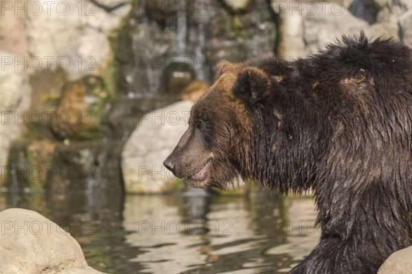 One Kamchatka brown bear (Ursus arctos piscator), standing in a pond with a small cascade in the