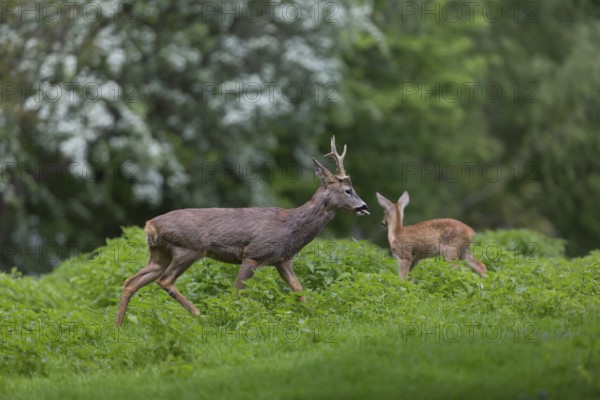 One male Roe Deer, Roe buck (Capreolus capreolus), standing in a thicket of stinging nettle. Some