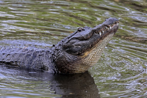 Mississippi Alligator (Alligator mississippiensis), pike alligator, adult, friendly, portrait,