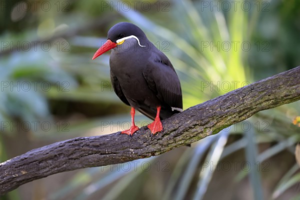 Inca Tern (Larosterna inca), adult, on tree, on wait, South America