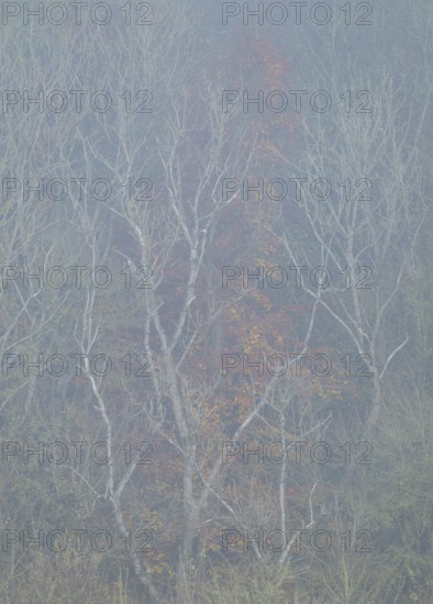 Forest edge with trees in autumn with yellow discoloured leaves, fog, Thuringia, Germany, Europe