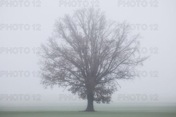 A free-standing tree stands in a field in dense fog, Markee, Brandenburg, 06.11.2024., Markee,