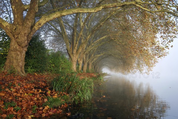 Essen, North Rhine-Westphalia, Germany, Golden autumn on Lake Baldeney. Plane trees in the morning