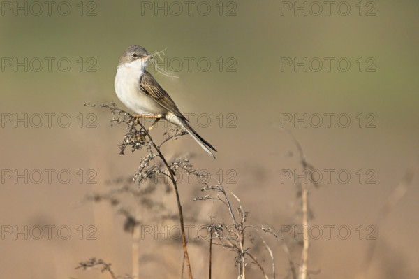 Common whitethroat (Sylvia communis), with nesting material in its beak on a perch, Lake Neusiedl