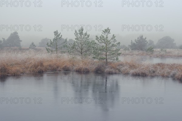 View of a frozen pond in the moor with hoarfrost frozen vegetation, landscape photo, nature photo,