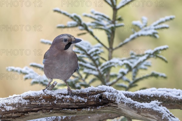 Eurasian jay (Garrulus glandarius), sitting on a branch, Terfens, Tyrol, Austria, Europe