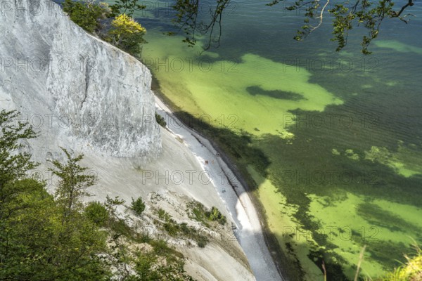 Cliffs and chalk cliffs Møns Klint, Mön Island, Denmark, Europe