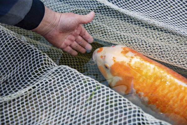A hand gently touches a koi carp lying in a net, Germany, Europe