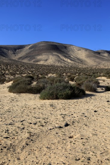 Dry sandy desert Jandia peninsula, Fuerteventura, Canary Islands, Spain, Europe