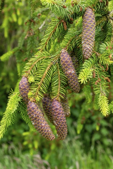 Close-up of Norway spruce tree, Picea abies, leaves and cones, Sutton, Suffolk, England, UK