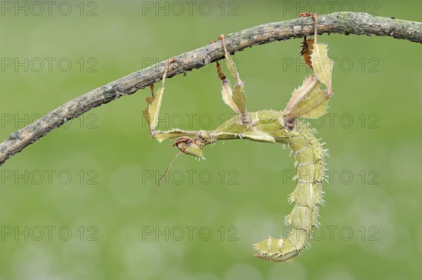 Giant prickly stick insect (Extatosoma tiaratum), female, captive, occurrence in Australia