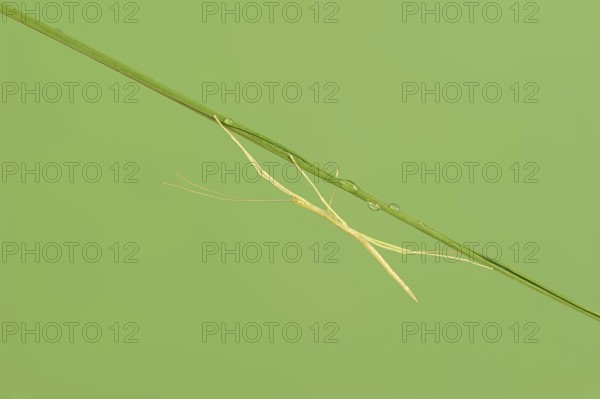 Pink Winged Stick Insect or Winged Stick Insect (Sipyloidea chlorotica, Sipyloidea sipylus), nymph,