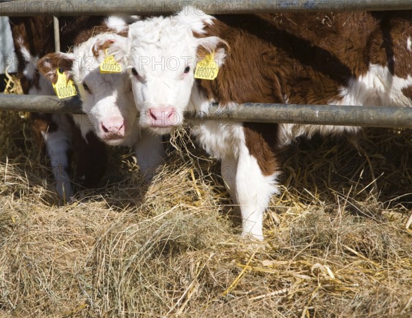 Two young calves in a herd of pure Hereford cattle at Boyton marshes, Suffolk, England, United