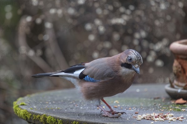 Eurasian jay (Garrulus glandarius) fetching nuts from the patio table, Bavaria, Germany, Europe