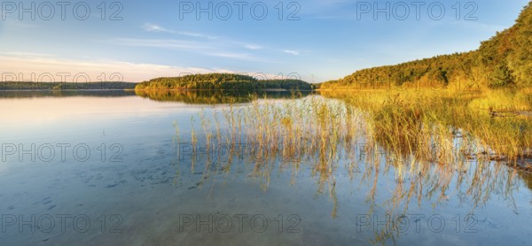 Lake Fürstensee with reeds in the evening light, Müritz National Park, Fürstensee,