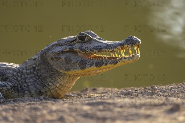 Spectacled caiman (Caiman yacare), head portrait against the light, Pantanal, Brazil, South America