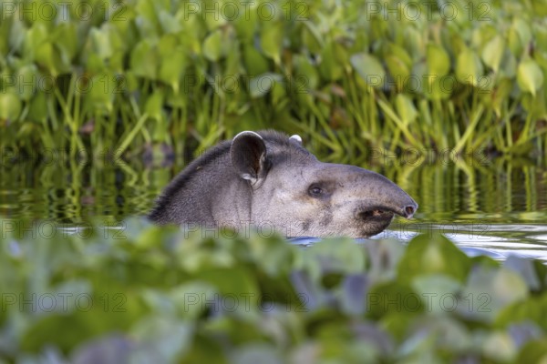 Lowland tapir (Tapirus terrestris), swimming between floating plants, Rio Claro, Pantanal, Brazil,