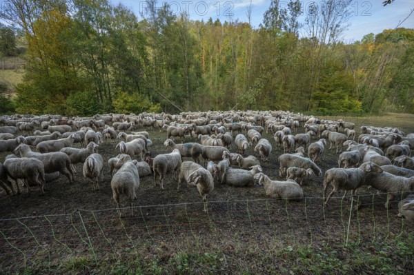 A herd of Merinoland sheep in a fenced pasture, Thuisbrunn, Upper Franconia, Bavaria, Germany,