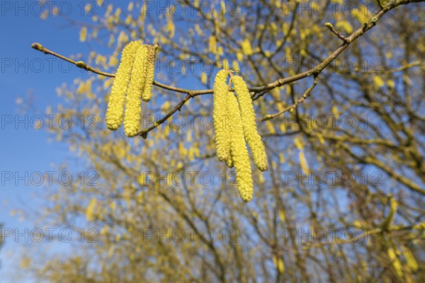Common hazel (Corylus avellana) also known as hazel bush or hazelnut bush, male, yellow