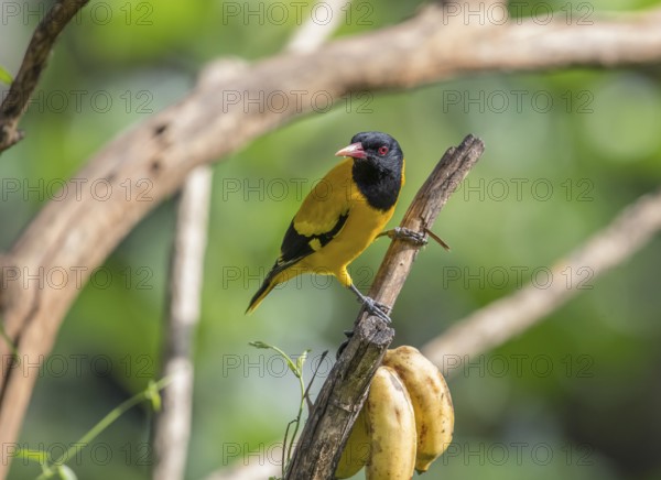 Black-headed oriole (Eurasian Golden Oriole xanthornus), Kaeng Krachan National Park, Thailand,