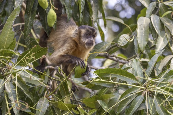 Crested capuchin monkey (Sapajus apella) or hooded capuchin, feeding in a tree, Pantanal, Brazil,