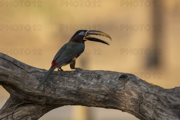 Brown-eared Aracari (Pteroglossus castanotis), tongue visible, Pantanal, Brazil, South America