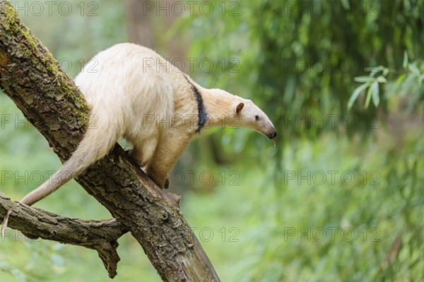 A Southern Tamandua (Tamandua tetradactyla) sits on a leaning tree in a forest and observes its