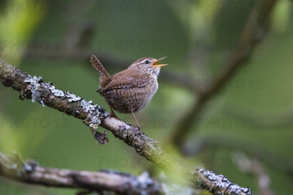 Wren (Troglodytes troglodytes), male adult bird, perched on a branch singing, Hesse, Germany,