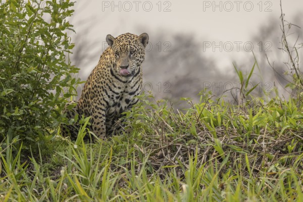 Jaguar (Panthera onca), upper edge of steep bank, Pantanal, Brazil, South America