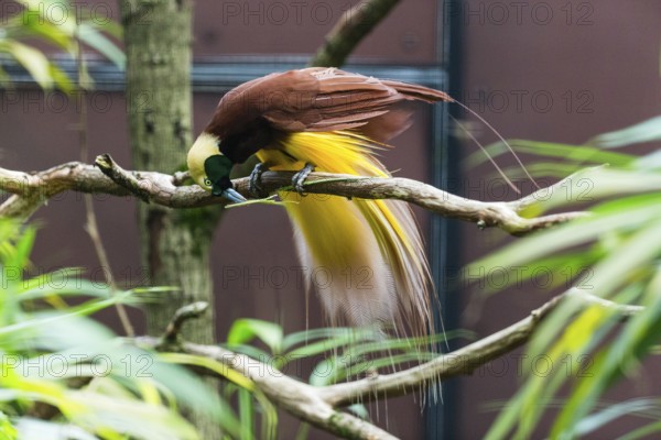 Raggiana Bird-of-paradise (Paradisaea raggiana), adult male bird perched on a branch, playing with