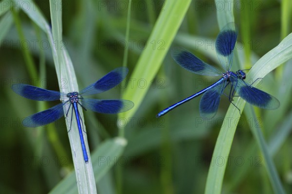 Banded Demoiselles (Calopteryx splendens), two adult males resting amongst tall grass, Hesse,