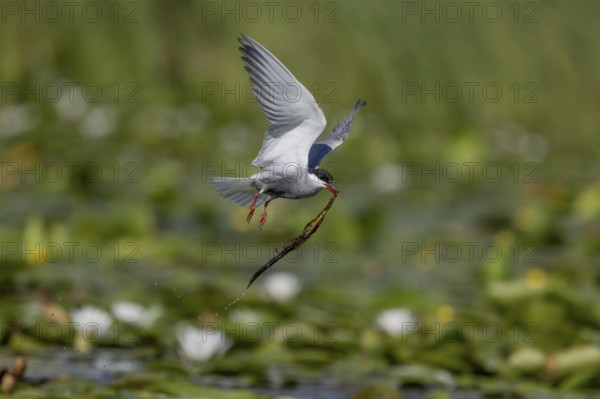 White-bearded Tern (Chlidonias hybrida), flying with nesting material, Danube Delta, Romania,