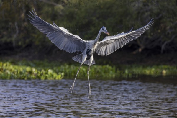 Cocoirei heron (Ardea cocoi), hunting fish in flight, Rio Claro, Pantanal, Brazil, South America