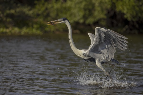 Cocoirei heron (Ardea cocoi), flying with fish, Pantanal, Brazil, South America