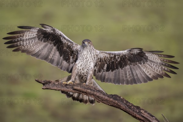 Bonelli's eagle (Aquila fasciata), approaching a branch, Sierra Morena, Andalusia, Spain, Europe