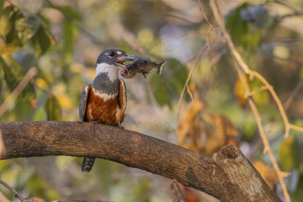 Red-breasted Kingfisher (Megaceryle torquata), on branch, eating piranha, Rio Claro, Pantanal,