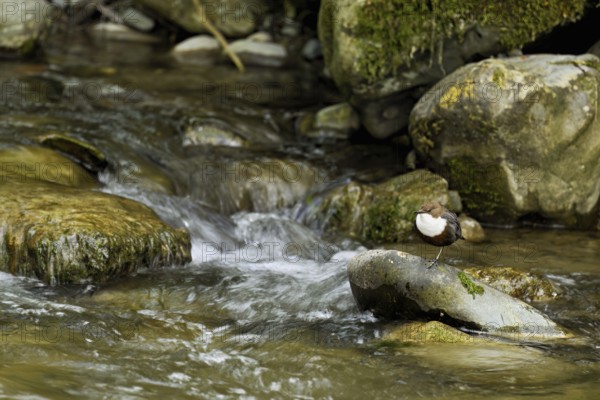 White-throated Dipper (Cinclus cinclus), standing on a stone, Canton Zurich, Switzerland, Europe