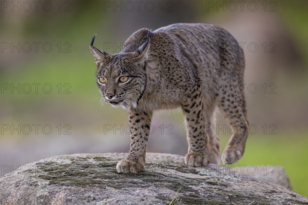 Lynx pardinus, male, on stone, Sierra de Andujar, Andalusia, Spain, Europe
