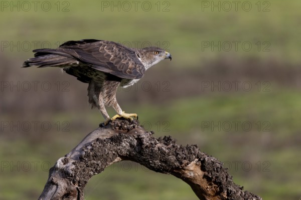 Bonelli's eagle (Aquila fasciata), on branch, Sierra Morena, Andalusia, Spain, Europe