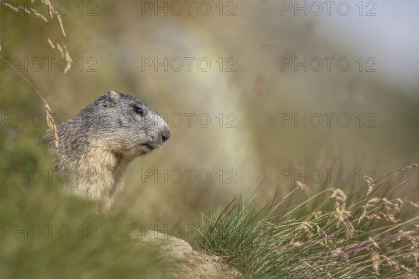 An alpine marmot (Marmota marmota) stands on a rock. The animal is brown and grey. Aosta, Gran