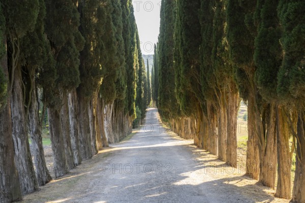 Cypress trees growing beside a little trail, Tuscan landscape, Chianti Region, Tuscany, Italy,
