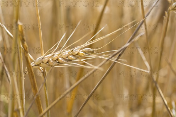 Grain field with ripe ears of wheat (triticum) in front of a blue sky, Riesa, Saxony, Germany,