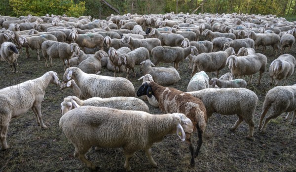 A herd of Merinoland sheep in a fenced pasture, Thuisbrunn, Upper Franconia, Bavaria, Germany,