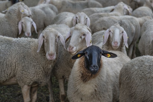 Blackface sheep among Merino sheep in the pasture, Thuisbrunn, Upper Franconia, Bavaria, Germany,