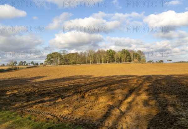 Sunny winter landscape cumulus clouds blue sky, copse of trees and ploughed field, Ramsholt,