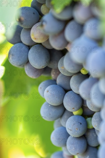 Red grapes growing in a vineyard in Chianti, Chianti Region, Tuscany, Italy, Europe