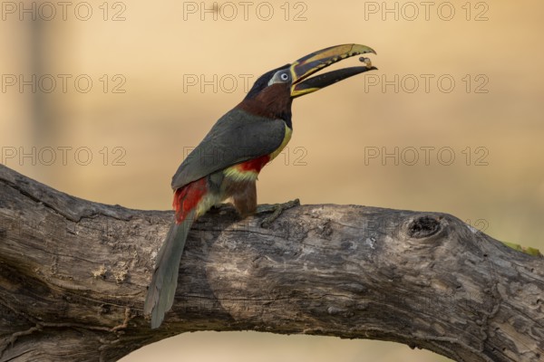 Brown-eared Aracari (Pteroglossus castanotis), throwing up food, Pantanal, Brazil, South America