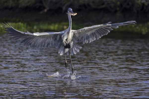 Cocoirei heron (Ardea cocoi), flying with fish, Rio Claro, Pantanal, Brazil, South America
